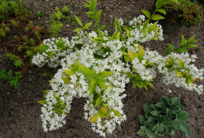 Дейція вишукана Дейція вишукана