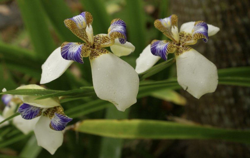 Неомарика струнка Неомарика струнка