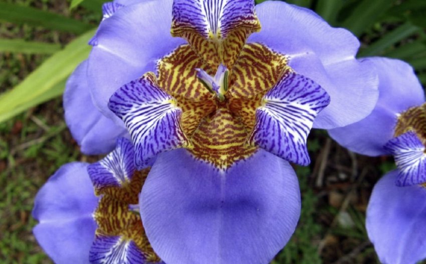 Неомарика північна Неомарика північна