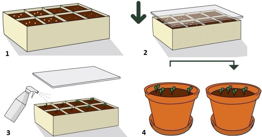 Посадка насіння Посадка насіння