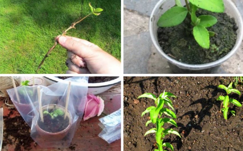 Розмноження дейції відводками Розмноження дейції відводками