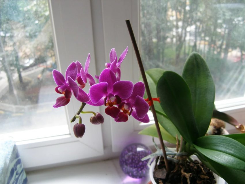 Освітлення для орхідей