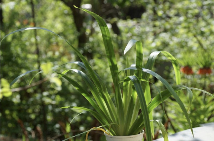 Неомарика Неомарика