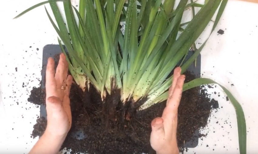 Пересадка неомарики Пересадка неомарики