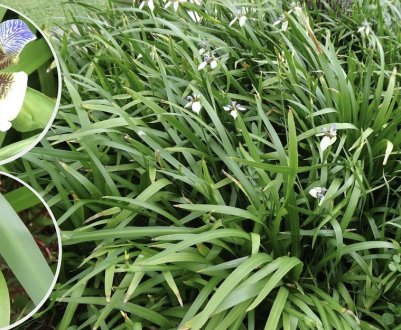 Квітка неомарика: догляд та вирощування в домашніх умовах