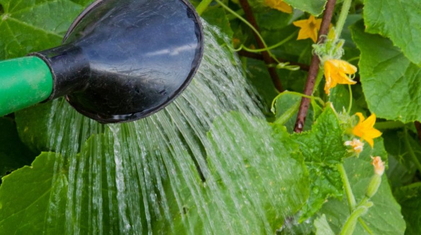 Полив огірків Полив огірків