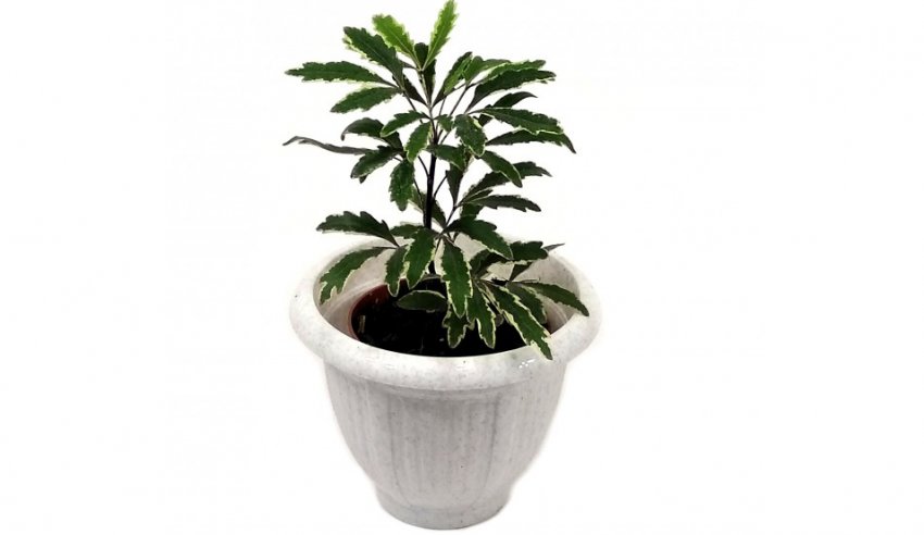 Дізіготека Керхова