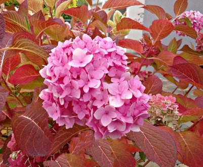 Осіннє підживлення гортензії