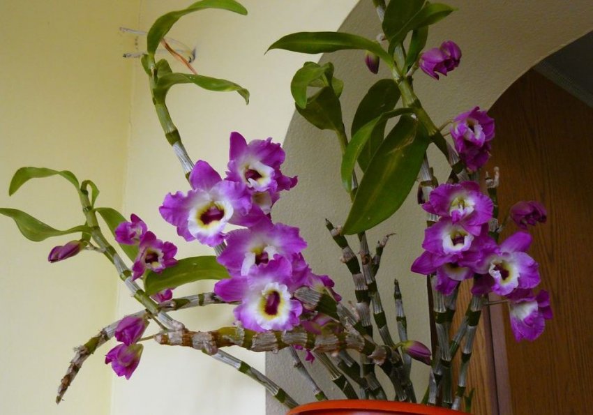 Дендробіум в домашеих умовах