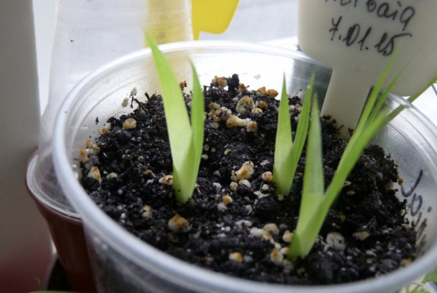 Розмноження дочірніми розетками Розмноження дочірніми розетками