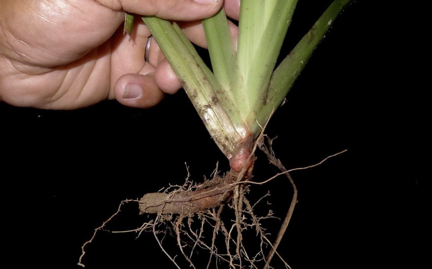 Неомарика Неомарика