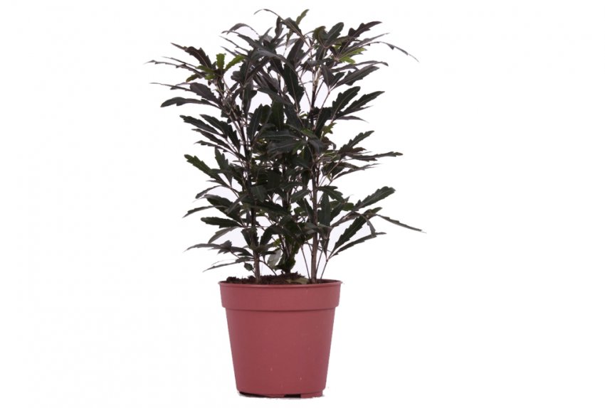 Дізіготека Вейча