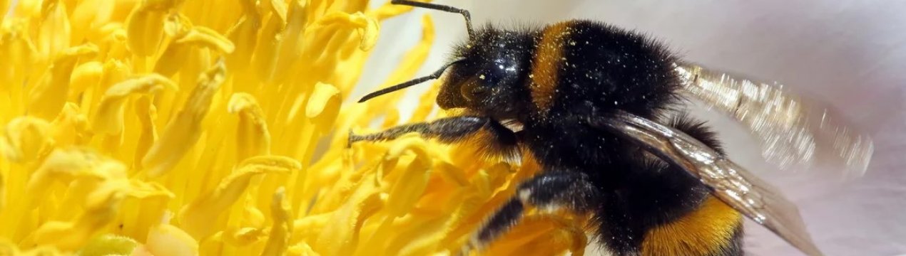 Україною раптово зменшилась кількість диких комах-опилювачів