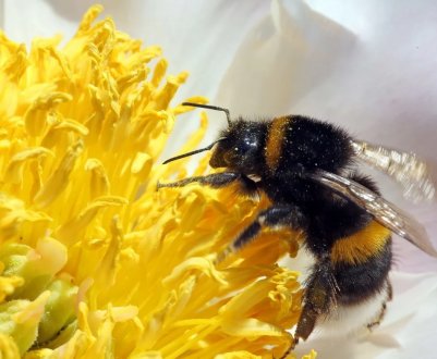 Україною раптово зменшилась кількість диких комах-опилювачів