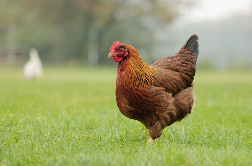 Алтайські птахівники відкрили цех з виробництва корму для птахів