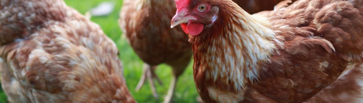 Алтайські птаховоди відкрили цех з виробництва корму для птахів