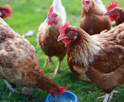 Алтайські птаховоди відкрили цех з виробництва корму для птахів