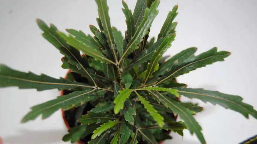 Дізіготека Грациллима