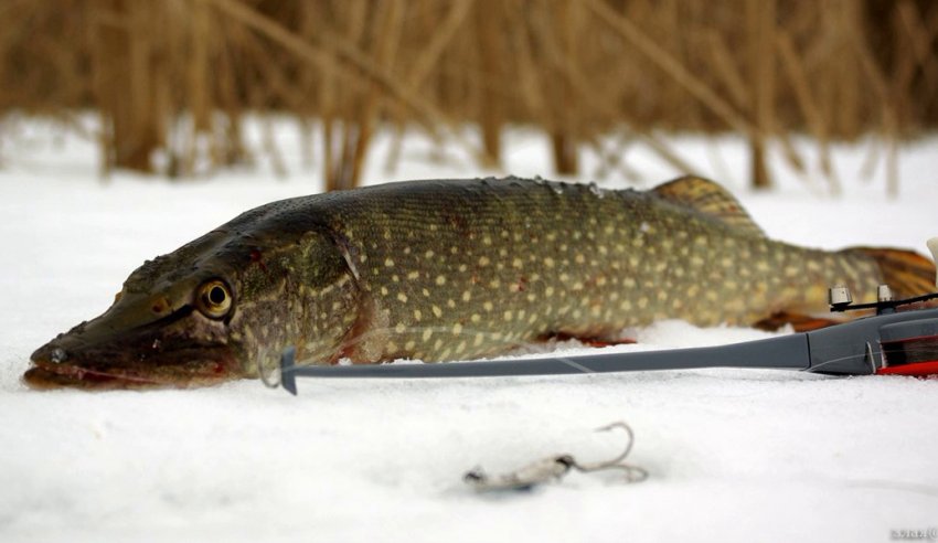 Ловля щуки взимку
