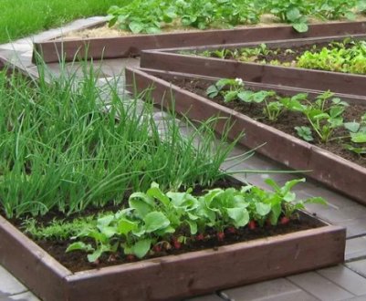 Особливості ландшафтного дизайну дачного ділянки з огородом