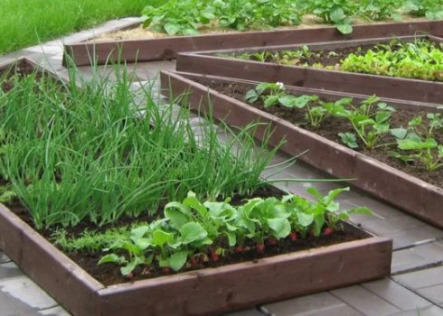 Особливості ландшафтного дизайну дачного ділянки з огородом