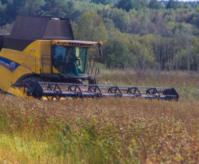 Збирання гречки з полів