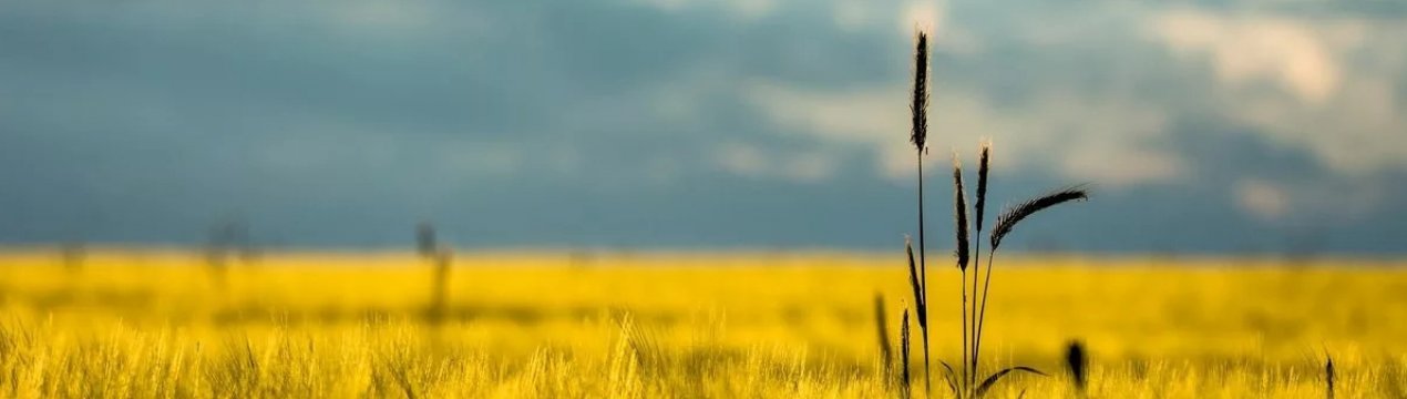 Чому гербіциди вважаються дуже небезпечними?