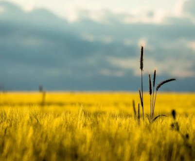 Чому гербіциди вважаються дуже небезпечними?