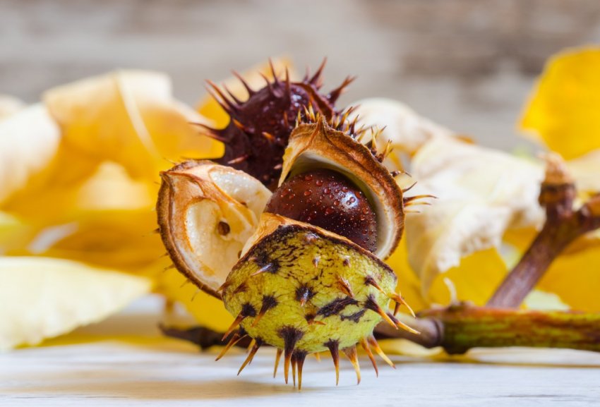 Фермери Корсики намірені оживити вирощування їстівних каштанів Фермери Корсики намірені оживити вирощування їстівних каштанів