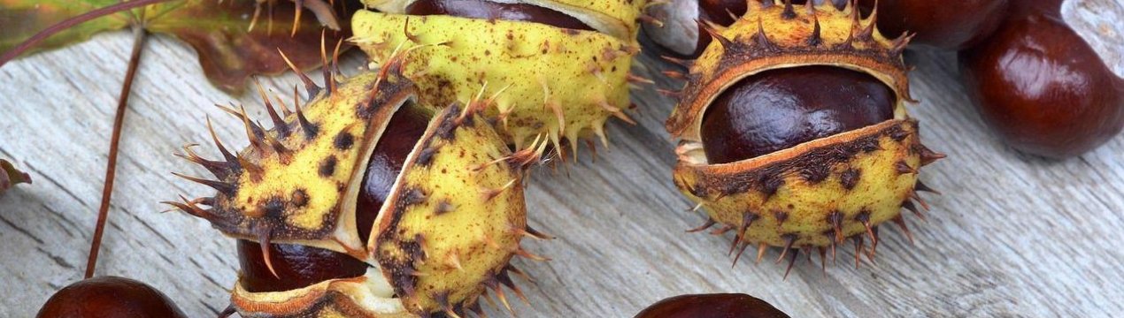 Фермери з Корсики мають намір відродити вирощування їстівних каштанів