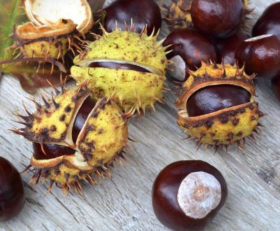 Фермери з Корсики мають намір відродити вирощування їстівних каштанів