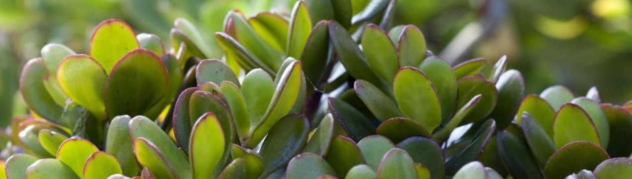 Як правильно посадити і виростити відросток грошового дерева