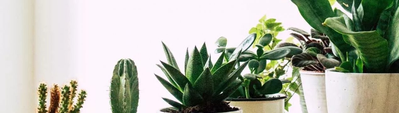 5 основних секретів догляду за домашньою рослинністю