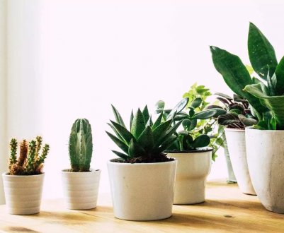 5 основних секретів догляду за домашньою рослинністю