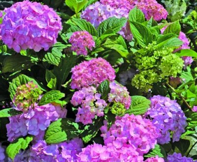 Гортензія So Long Rose: опис, особливості посадки та догляду