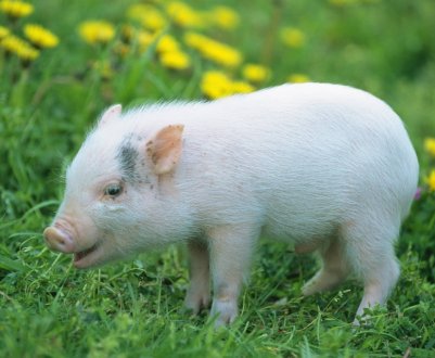 У Нідерландах зменшується кількість свиней