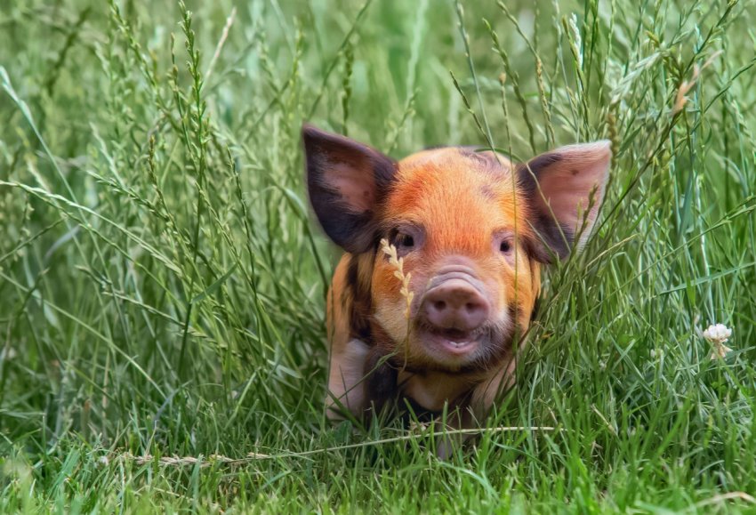 У Нідерландах скорочується поголів[1]ятачок, свині грають у відеоігри краще деяких мавп.