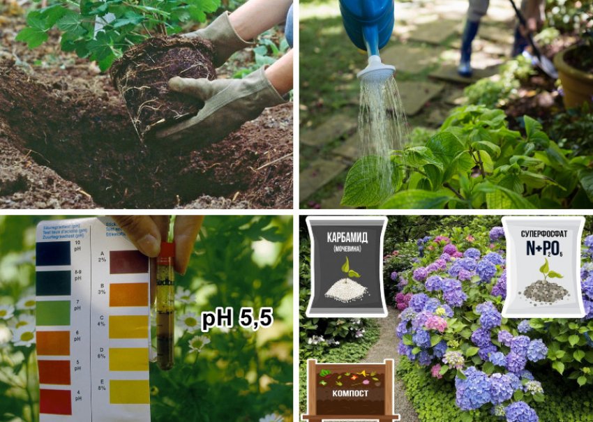 Догляд за гортензією