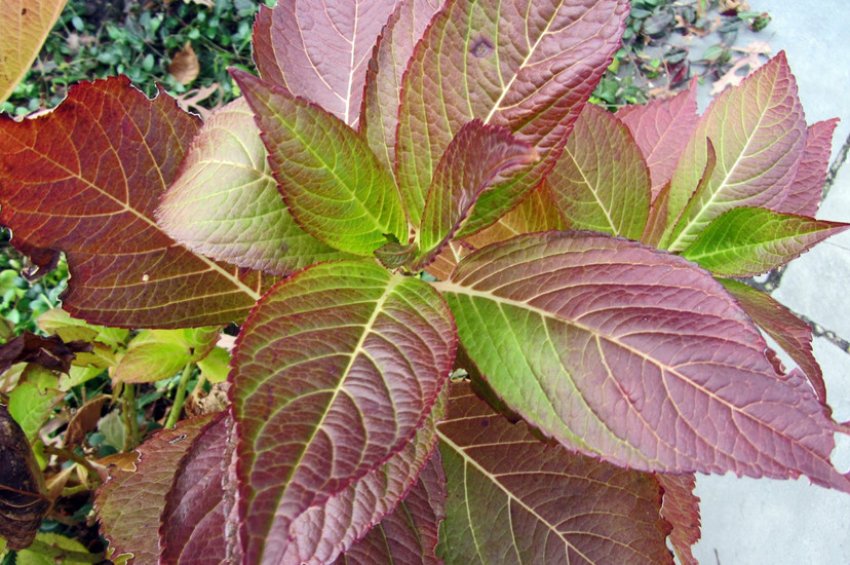 Покрасніння листя у гортензії