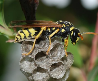 На полях Іспанії та Португалії з'явилися корисні оси