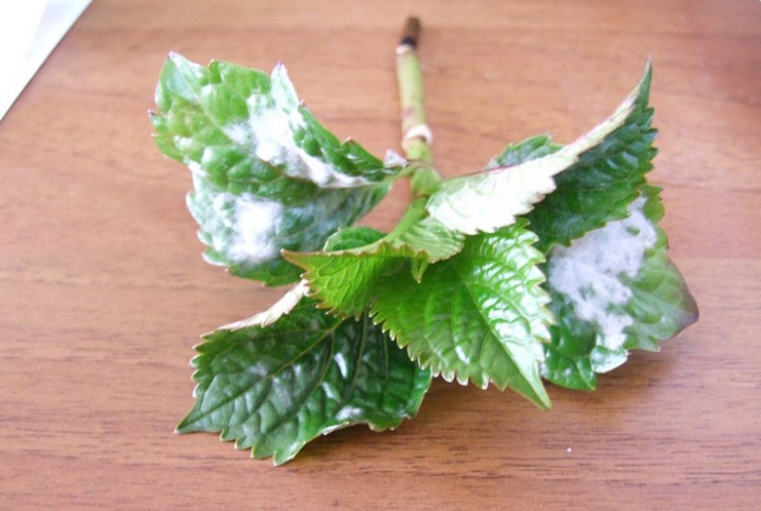 Белая гниль