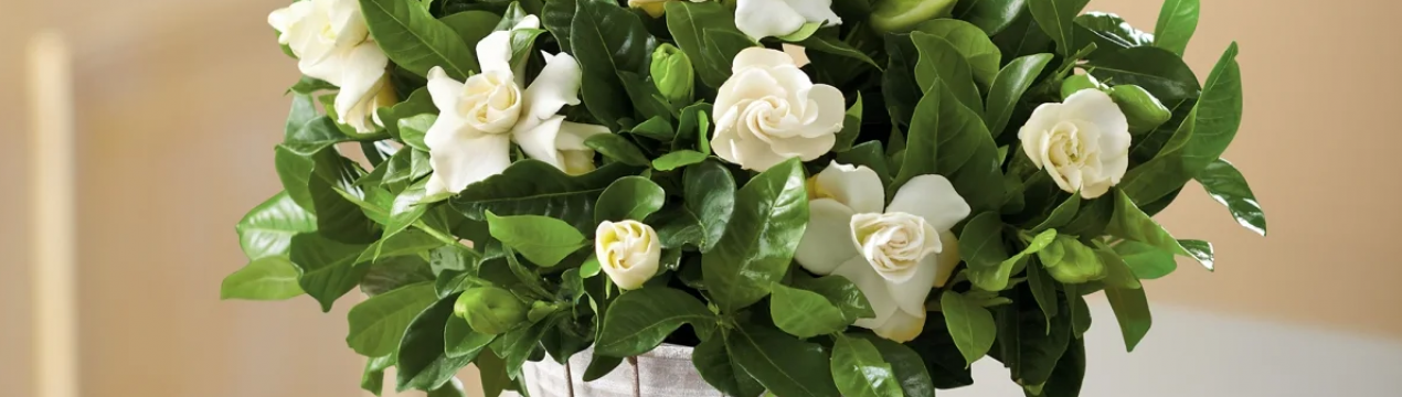 Вирощування гортензії жасминоподібної в домашніх умовах