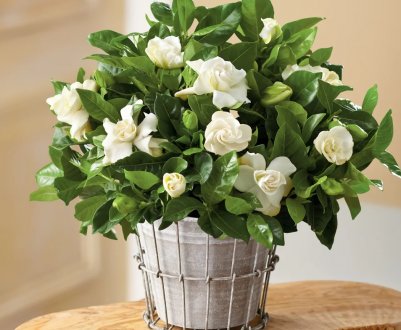 Вирощування гортензії жасминоподібної в домашніх умовах