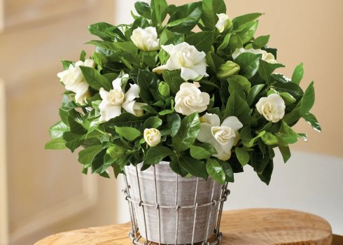 Вирощування гортензії жасминоподібної в домашніх умовах