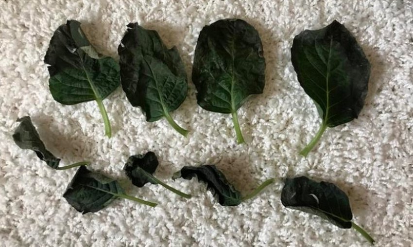 Пошорення листя у гортензії