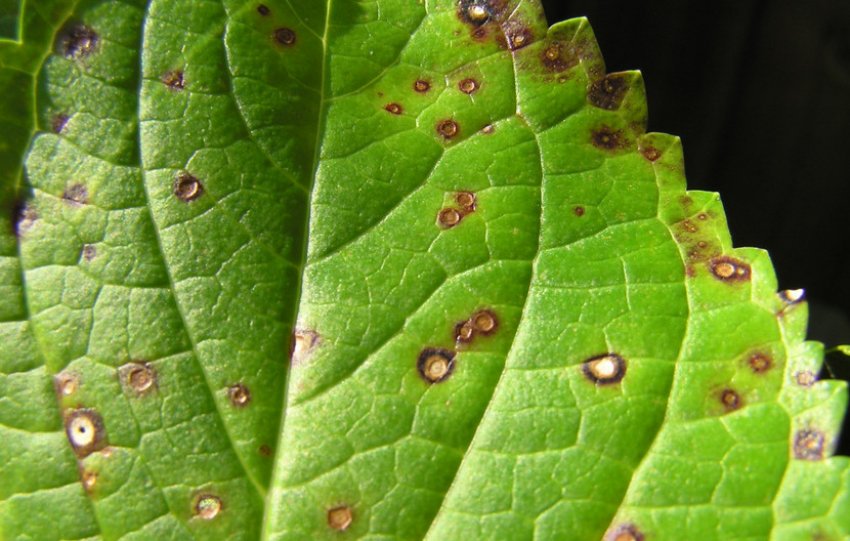 Кільцева плямистість