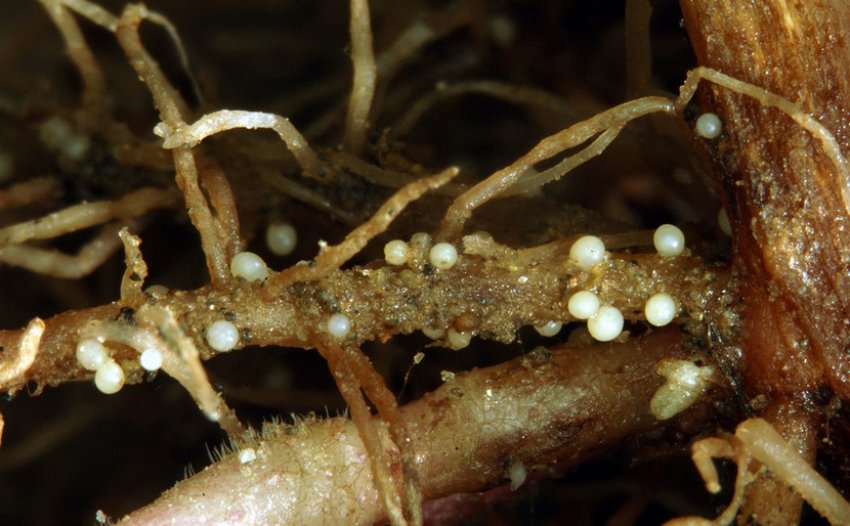 Гальмова нематода