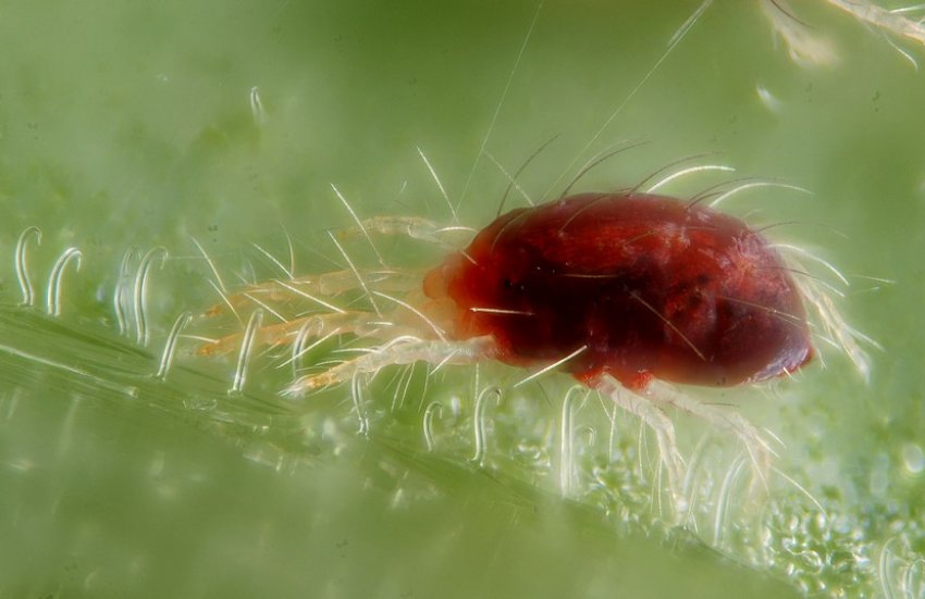 Павутинний кліщ