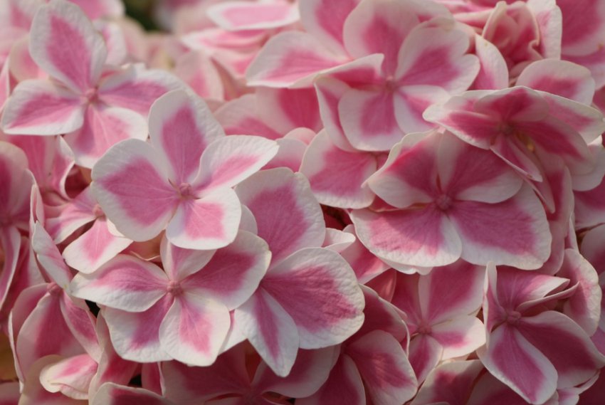 Гортензія Пеппермінт