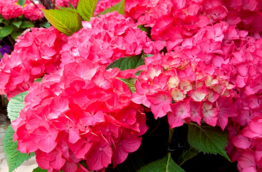 Гортензія Сельма